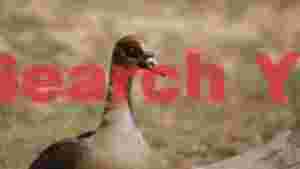 At Home graceful egyptian goose portrait