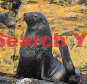 At Home graceful fur seal on golden lichen rocks