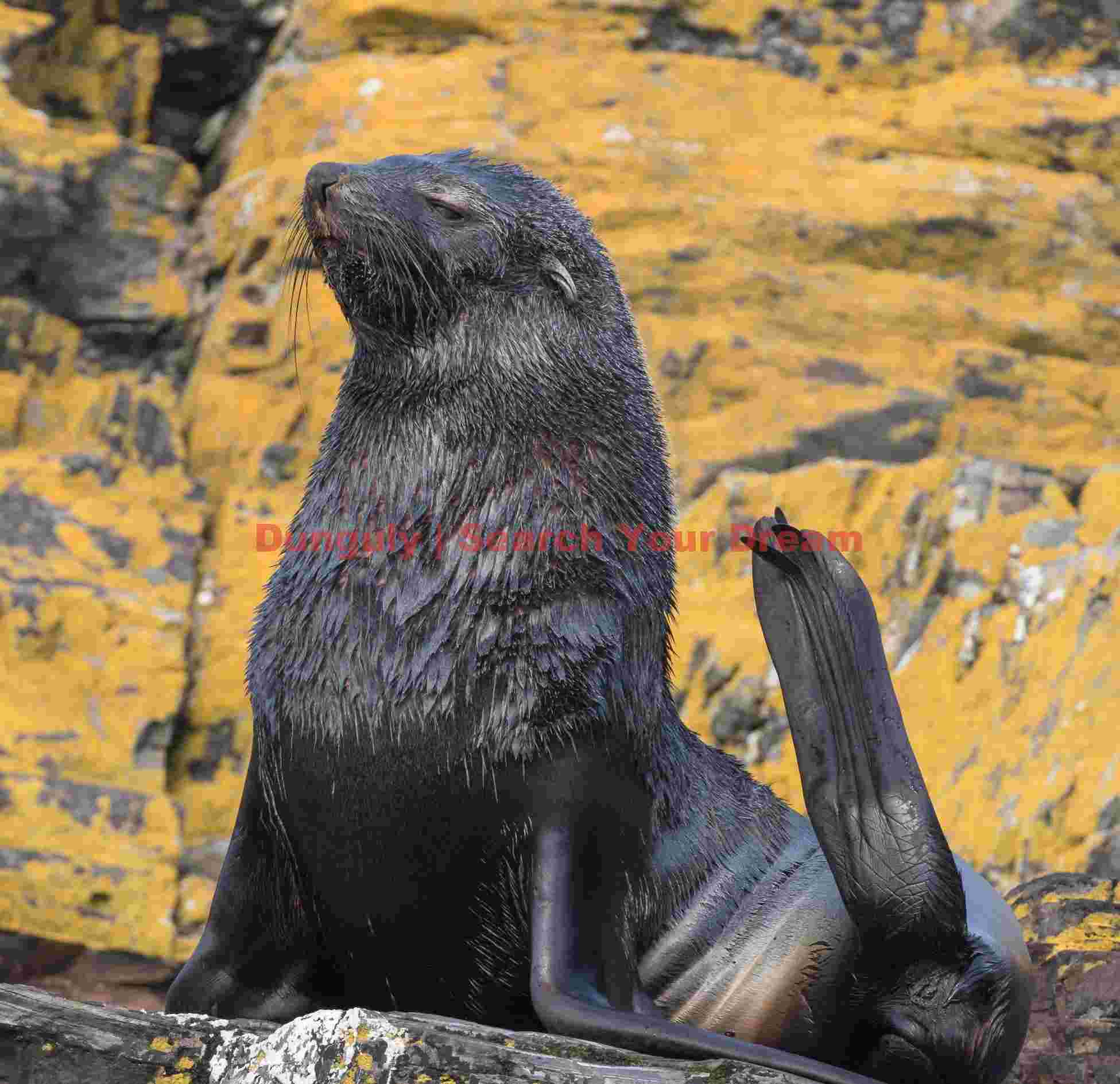 graceful fur seal on golden lichen rocks graceful fur seal on golden lichen rocks