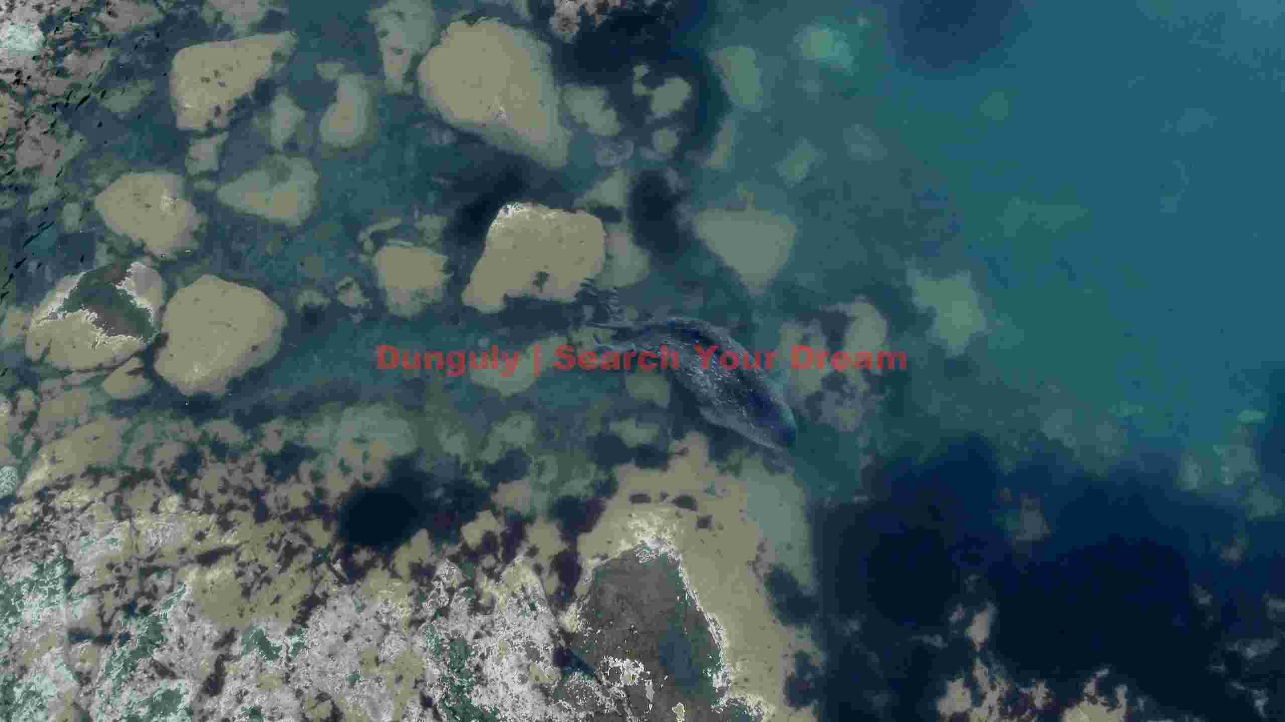 graceful grey seal swimming in shallow coastal waters graceful grey seal swimming in shallow coastal waters