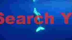 graceful humpback whale ascending