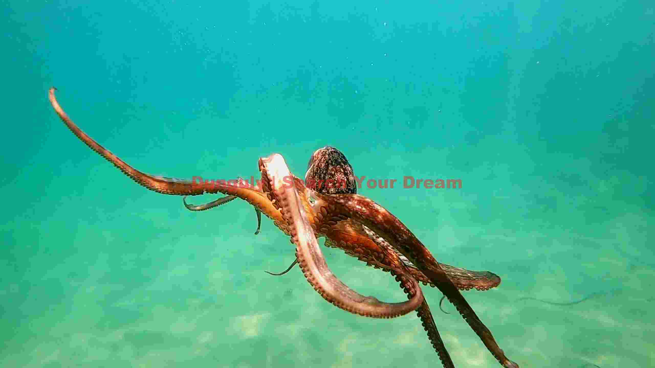 graceful octopus gliding in turquoise waters graceful octopus gliding in turquoise waters
