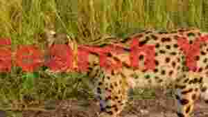 graceful serval cat in african grasslands