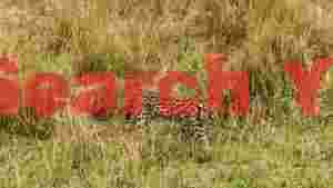 graceful serval stalking in golden savanna grass