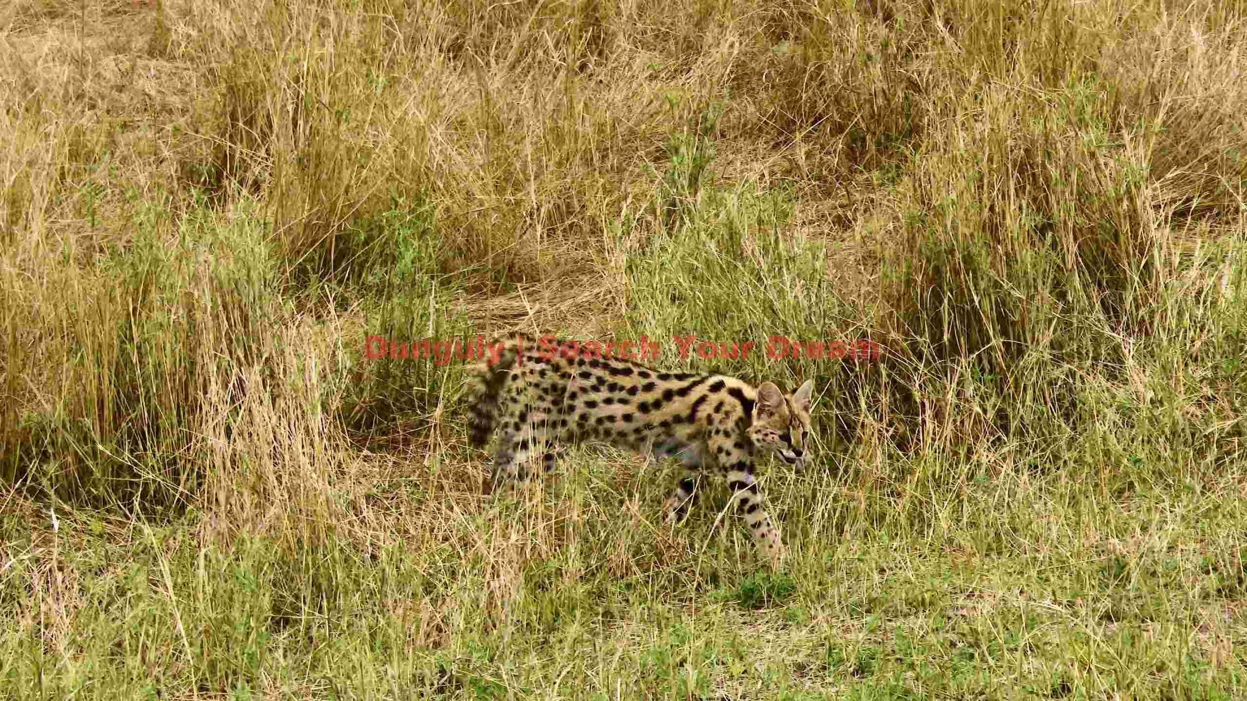 graceful serval stalking in golden savanna grass graceful serval stalking in golden savanna grass