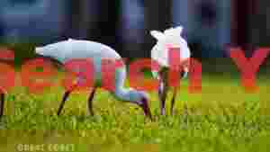 graceful white ibises foraging on green grass
