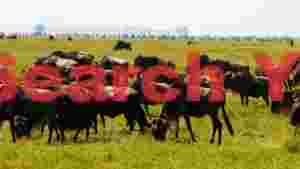 great wildebeest herd grazing