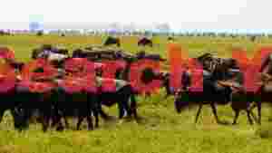 At Home great wildebeest herd grazing in the african savanna