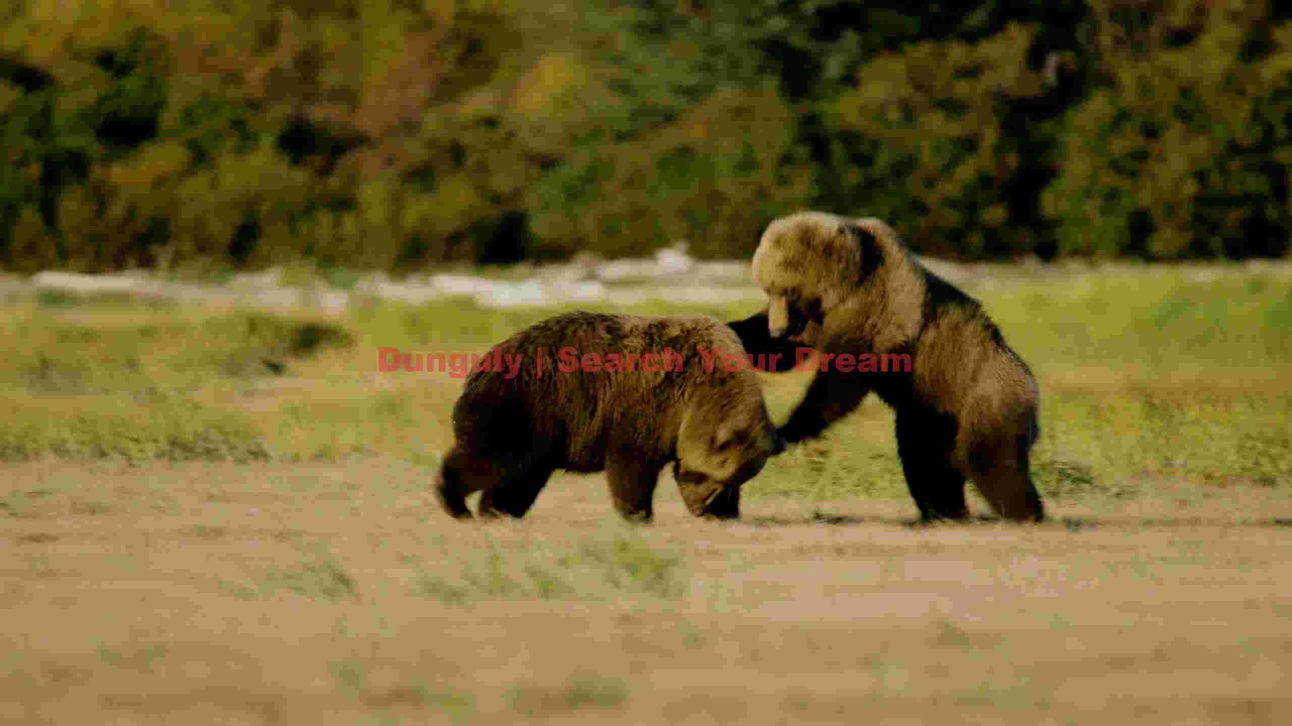 grizzly bear playtime in alaskan wilderness grizzly bear playtime in alaskan wilderness