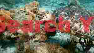 hawksbill sea turtle feeding on coral reef