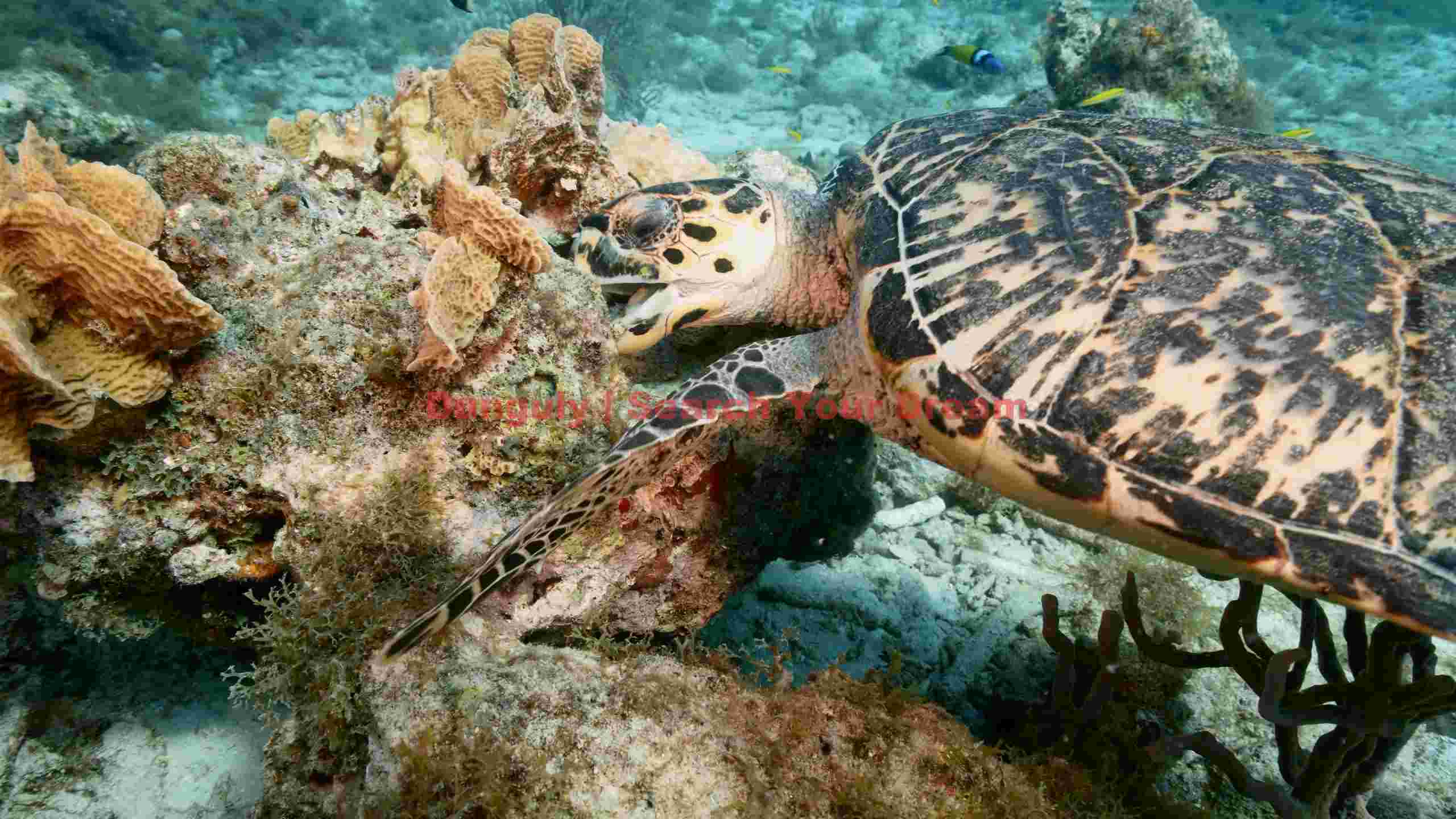 hawksbill sea turtle feeding on coral reef hawksbill sea turtle feeding on coral reef