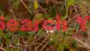 hummingbirds nectar embrace