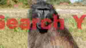 intense baboon portrait in golden grass