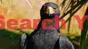 At Home intense gaze of a black eagle