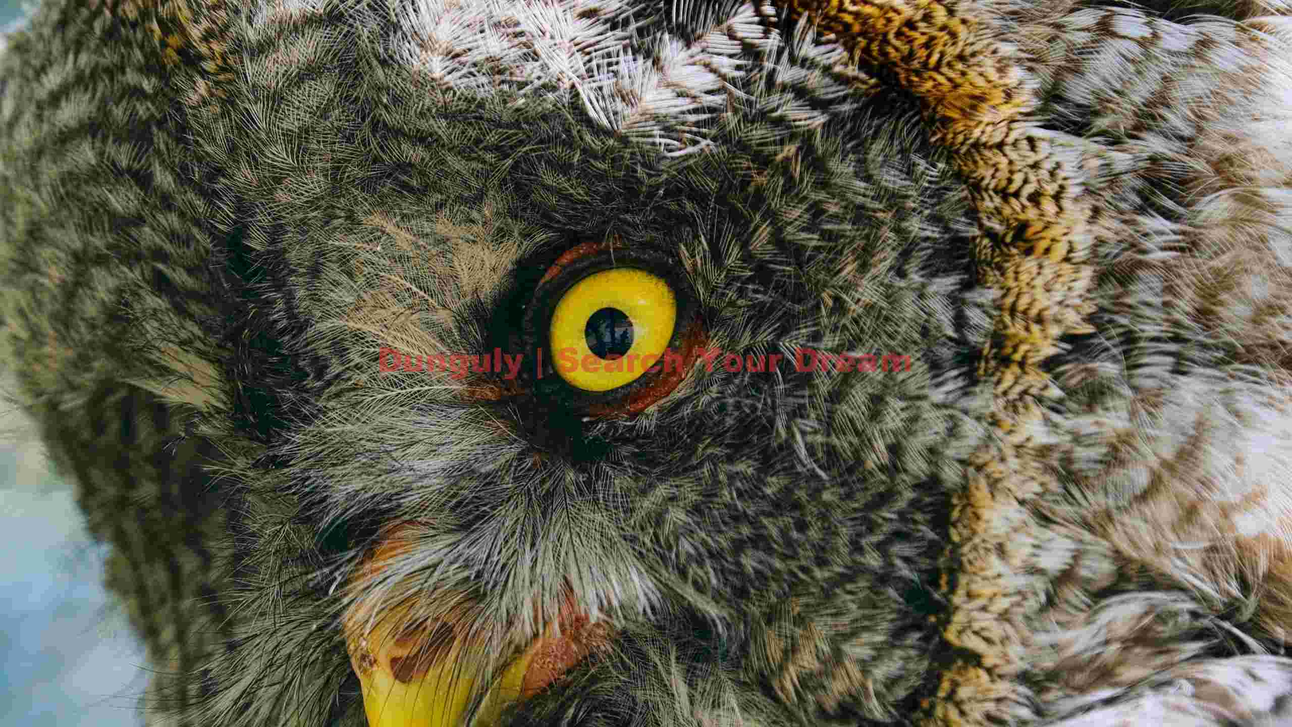 intense gaze of a great grey owl intense gaze of a great grey owl