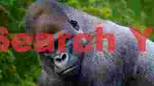 intense gaze of a majestic gorilla portrait