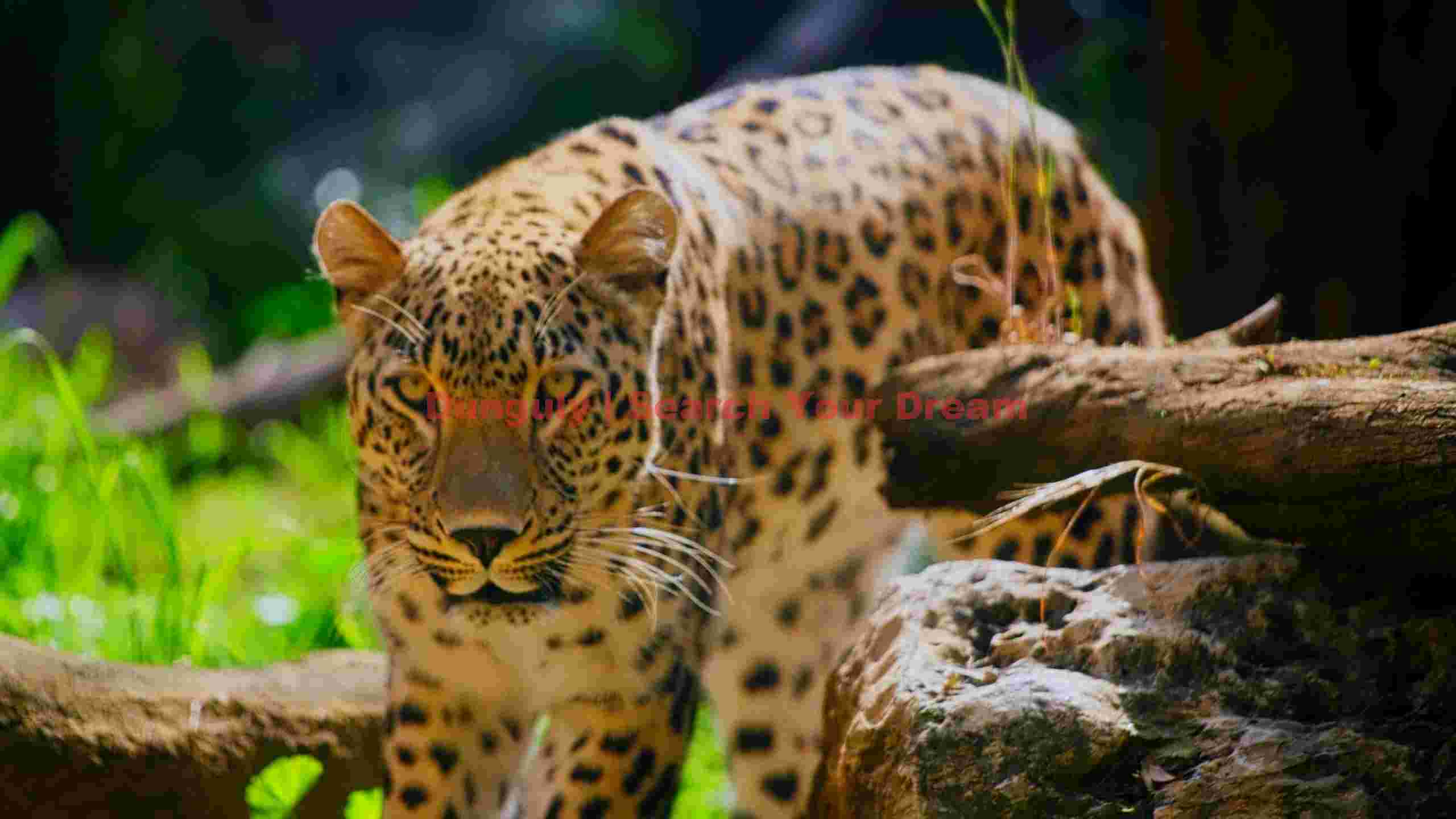 intense gaze of a wild leopard intense gaze of a wild leopard