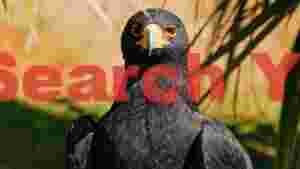 intense gaze of the black eagle