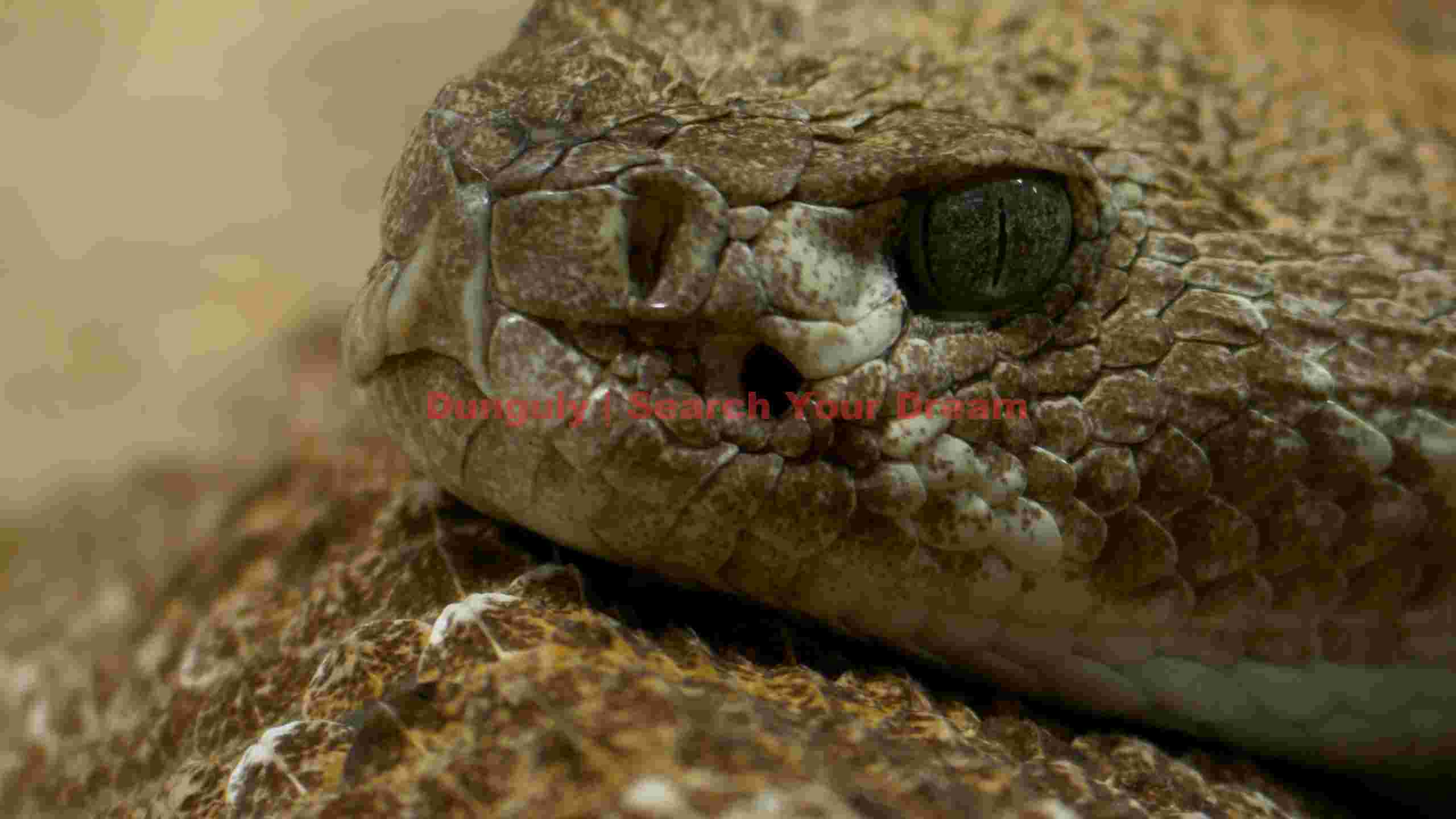 intense rattlesnake head close up intense rattlesnake head close up