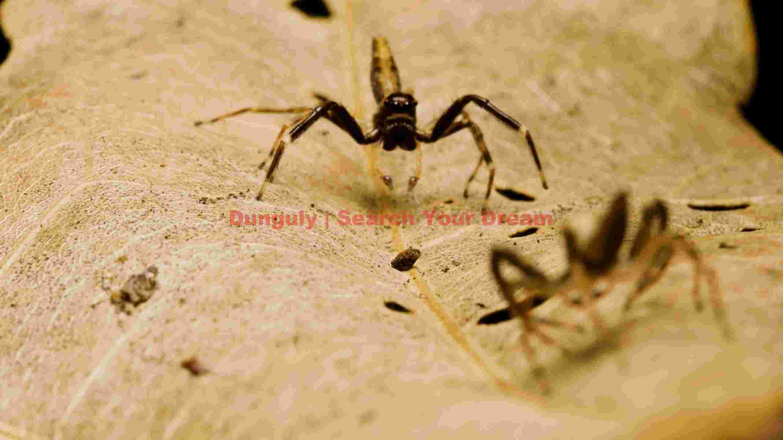 intense stare macro spiders on dried leaf intense stare macro spiders on dried leaf