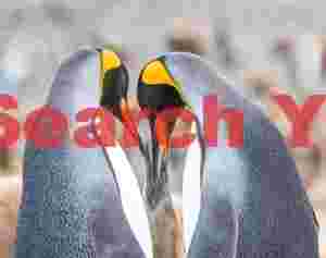 At Home intimate king penguin feeding moment