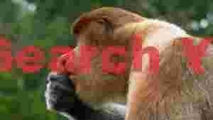 intimate portrait of a proboscis monkey