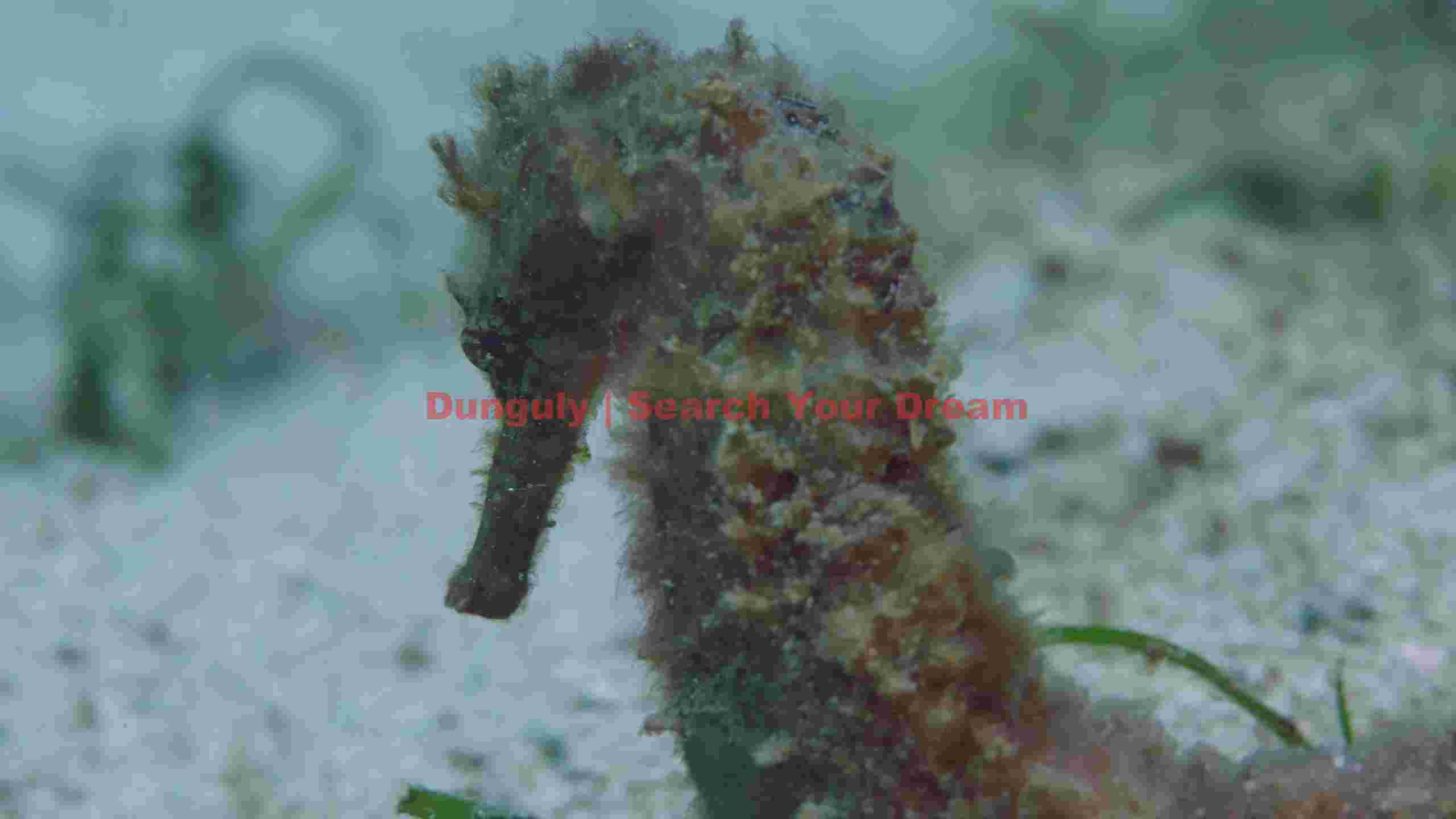 intricate seahorse camouflage intricate seahorse camouflage