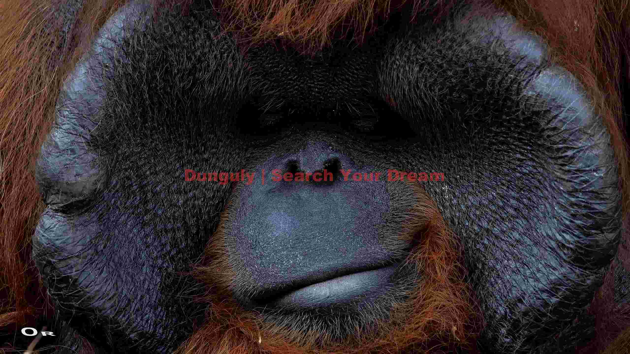 introspective orangutan portrait introspective orangutan portrait