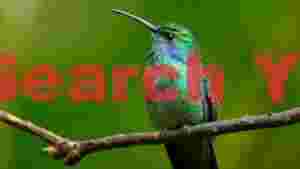 iridescent green hummingbird on branch 1