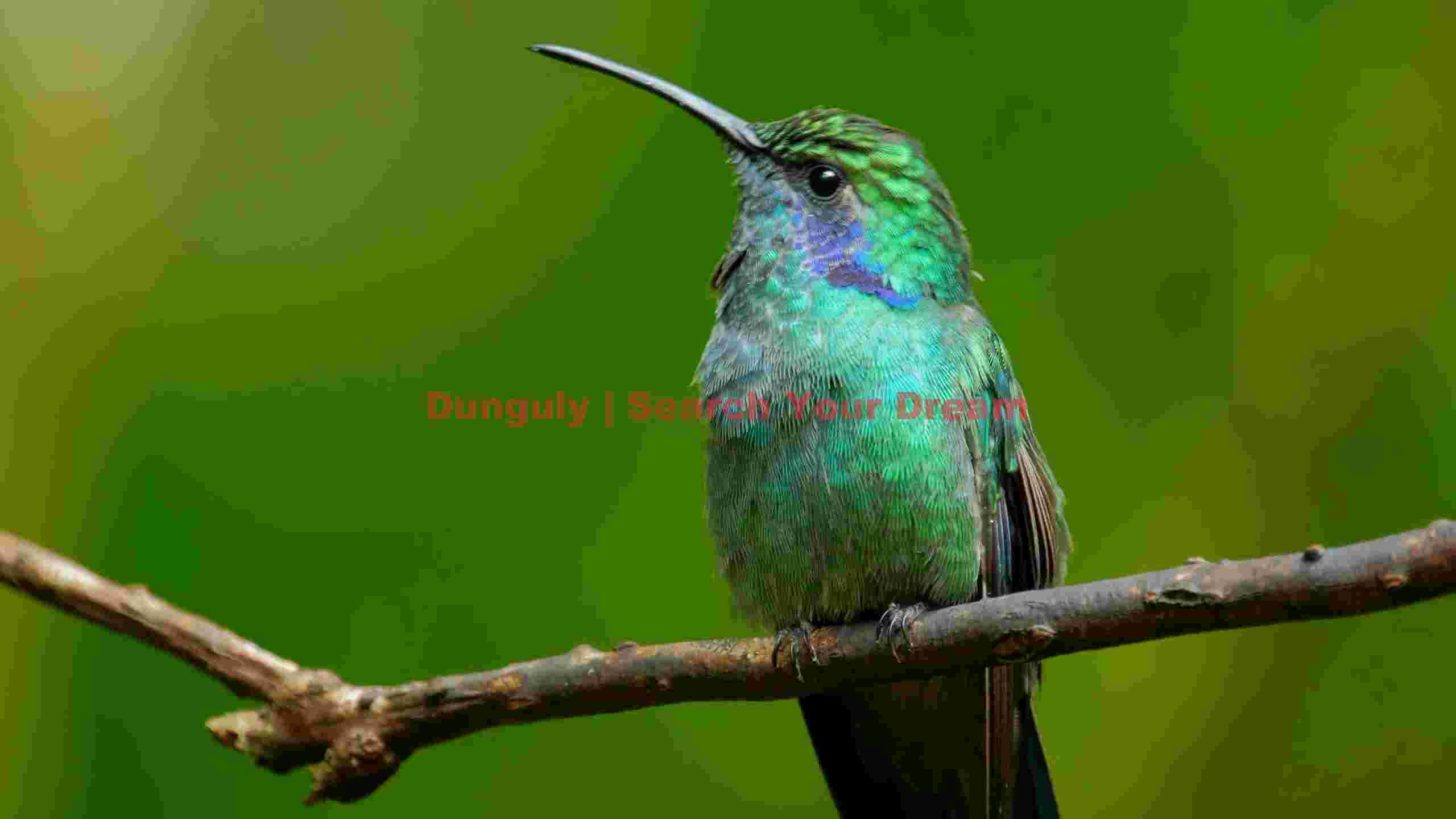 iridescent green hummingbird on branch 1 iridescent green hummingbird on branch 1