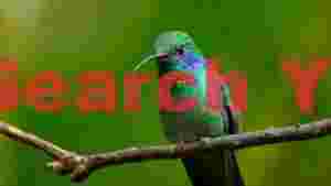 iridescent green hummingbird on branch