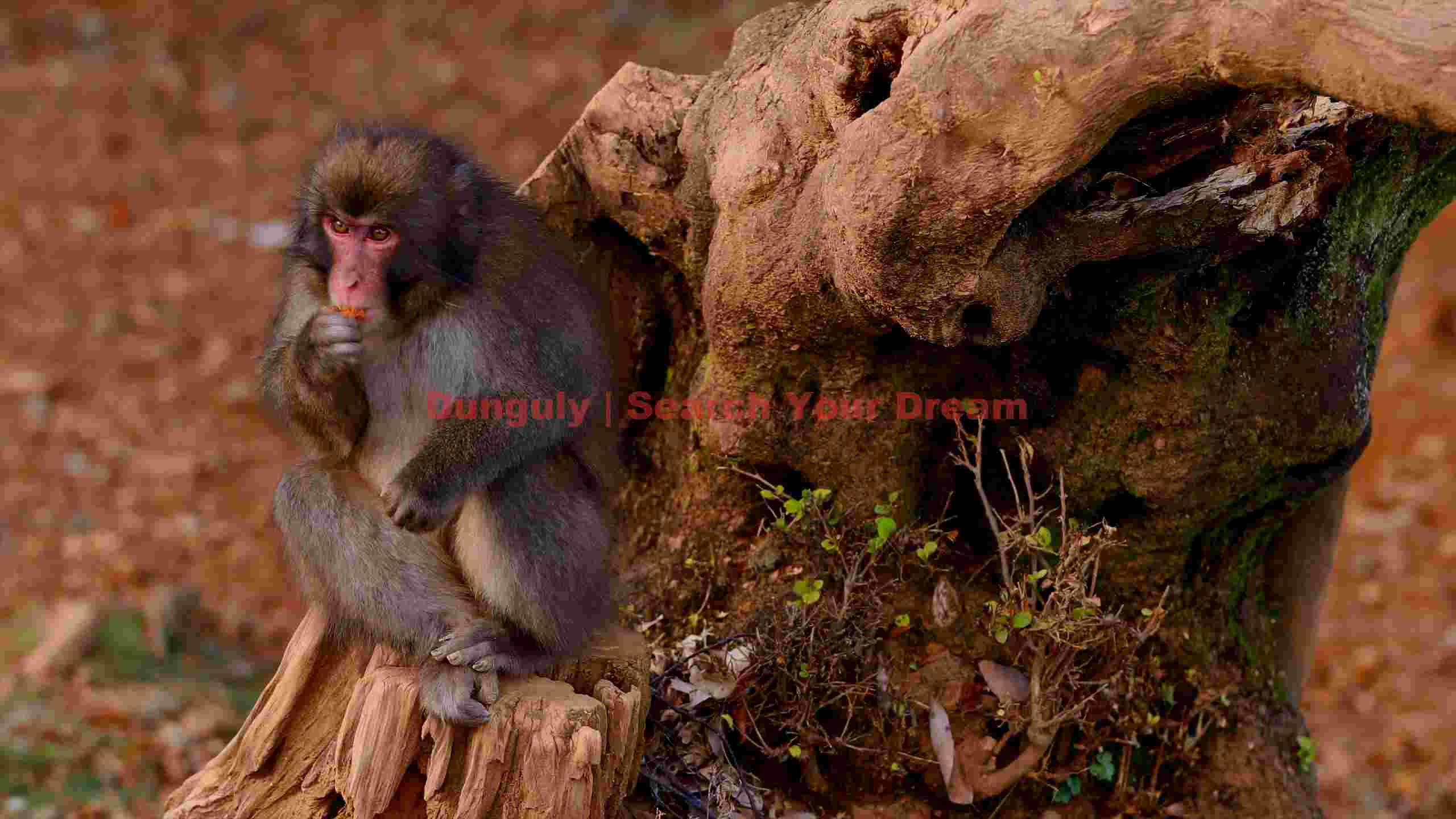japanese macaque snack time japanese macaque snack time