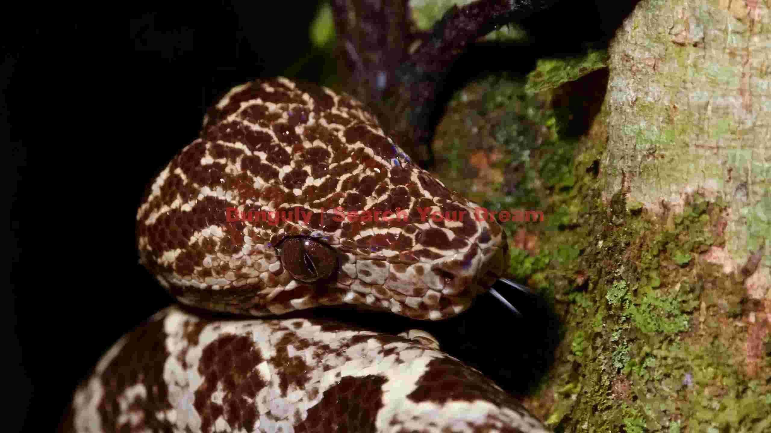 jewel eyed tree boa in verdant forest jewel eyed tree boa in verdant forest