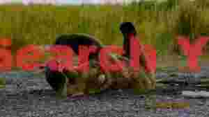 At Home joyful bears playful roll