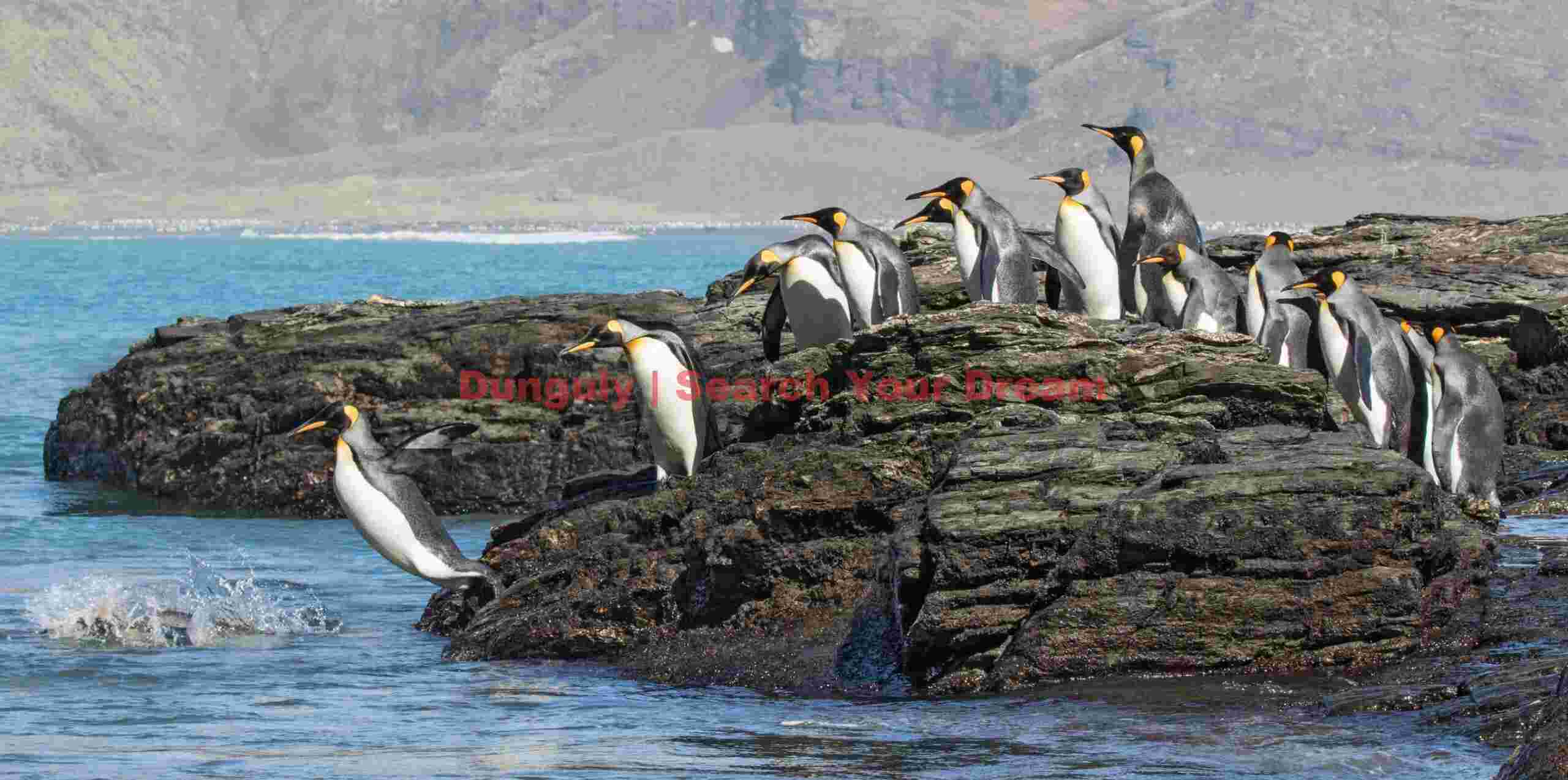 king penguins leaping into antarctic waters king penguins leaping into antarctic waters