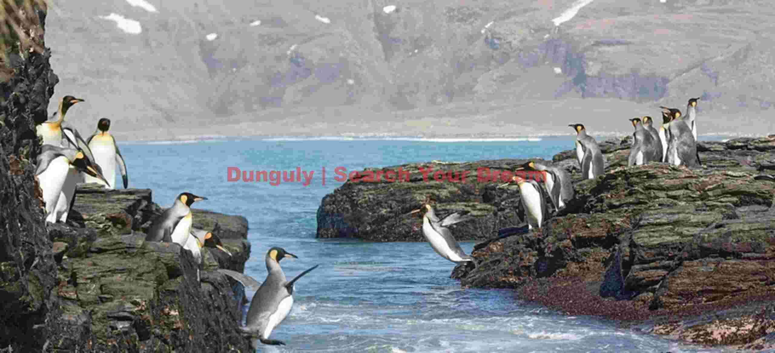 king penguins ocean leap on rocky shores king penguins ocean leap on rocky shores