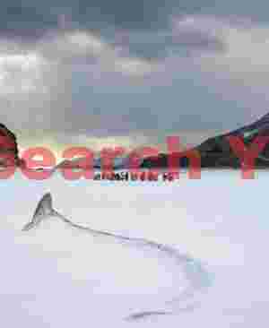 At Home king penguins in a snowy antarctic landscape