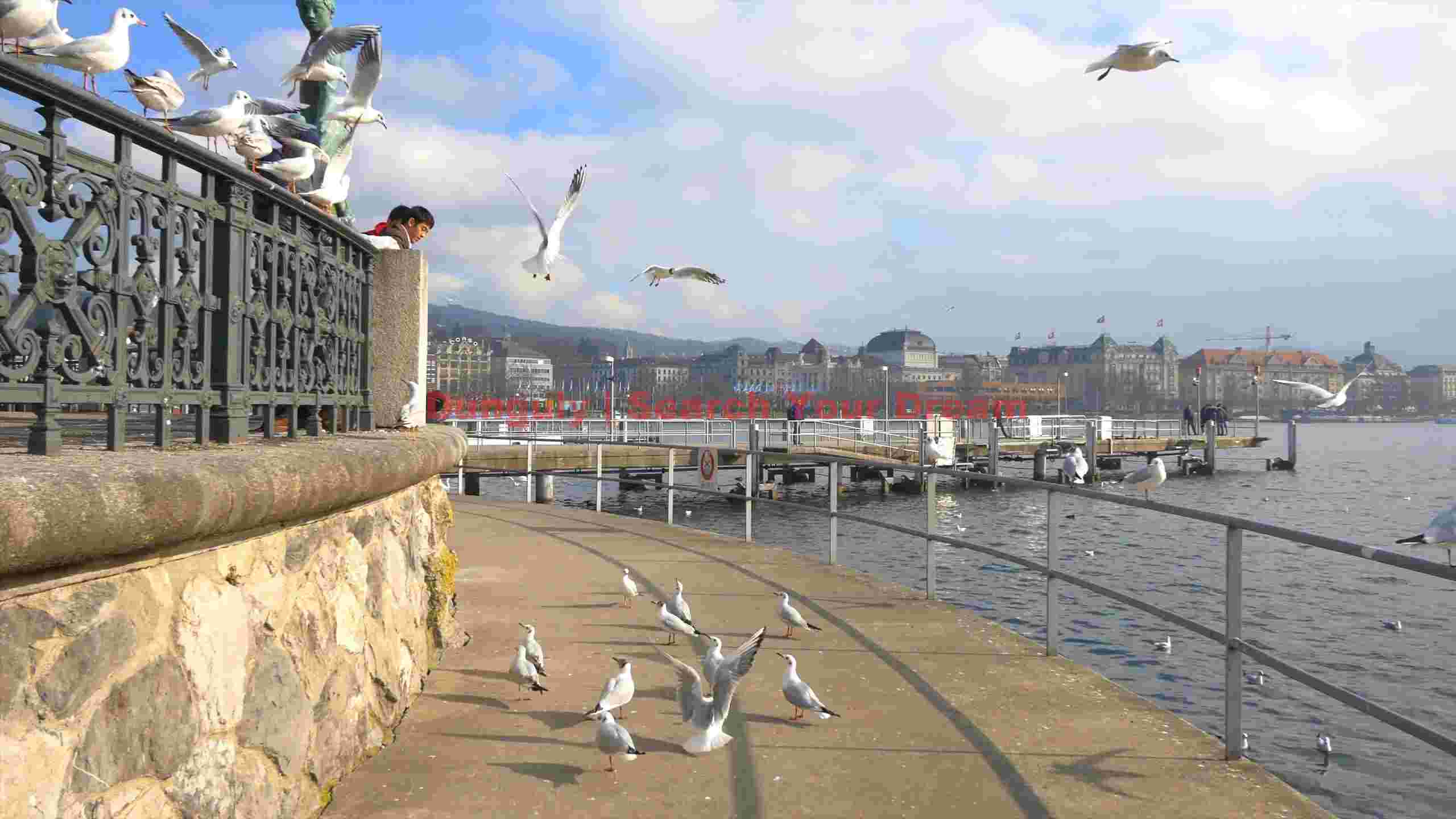 lakeside seagulls and urban serenity lakeside seagulls and urban serenity