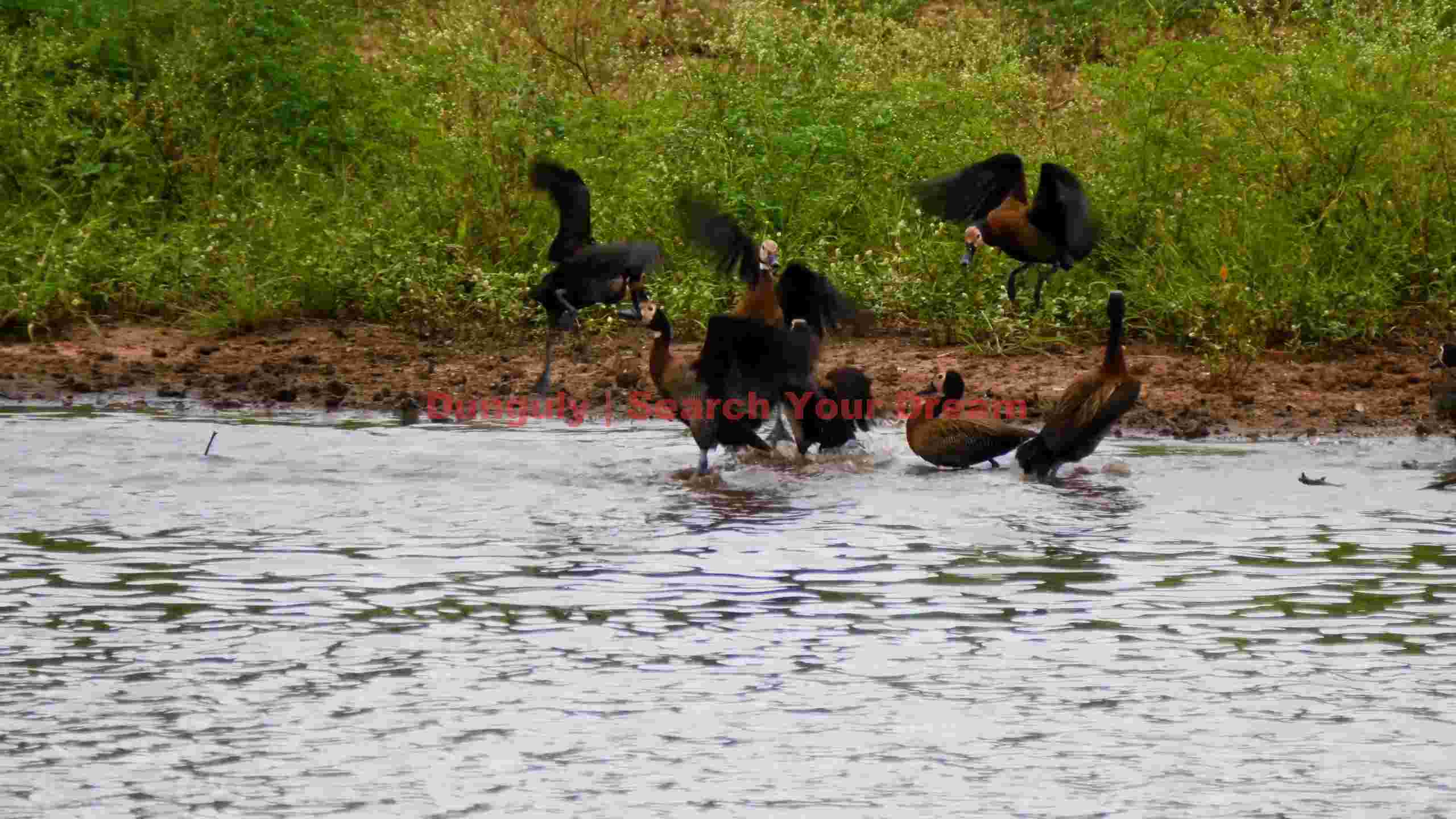 lively waterfowl play at the waters edge lively waterfowl play at the waters edge