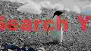 lone adelie penguin on rocky antarctic shore
