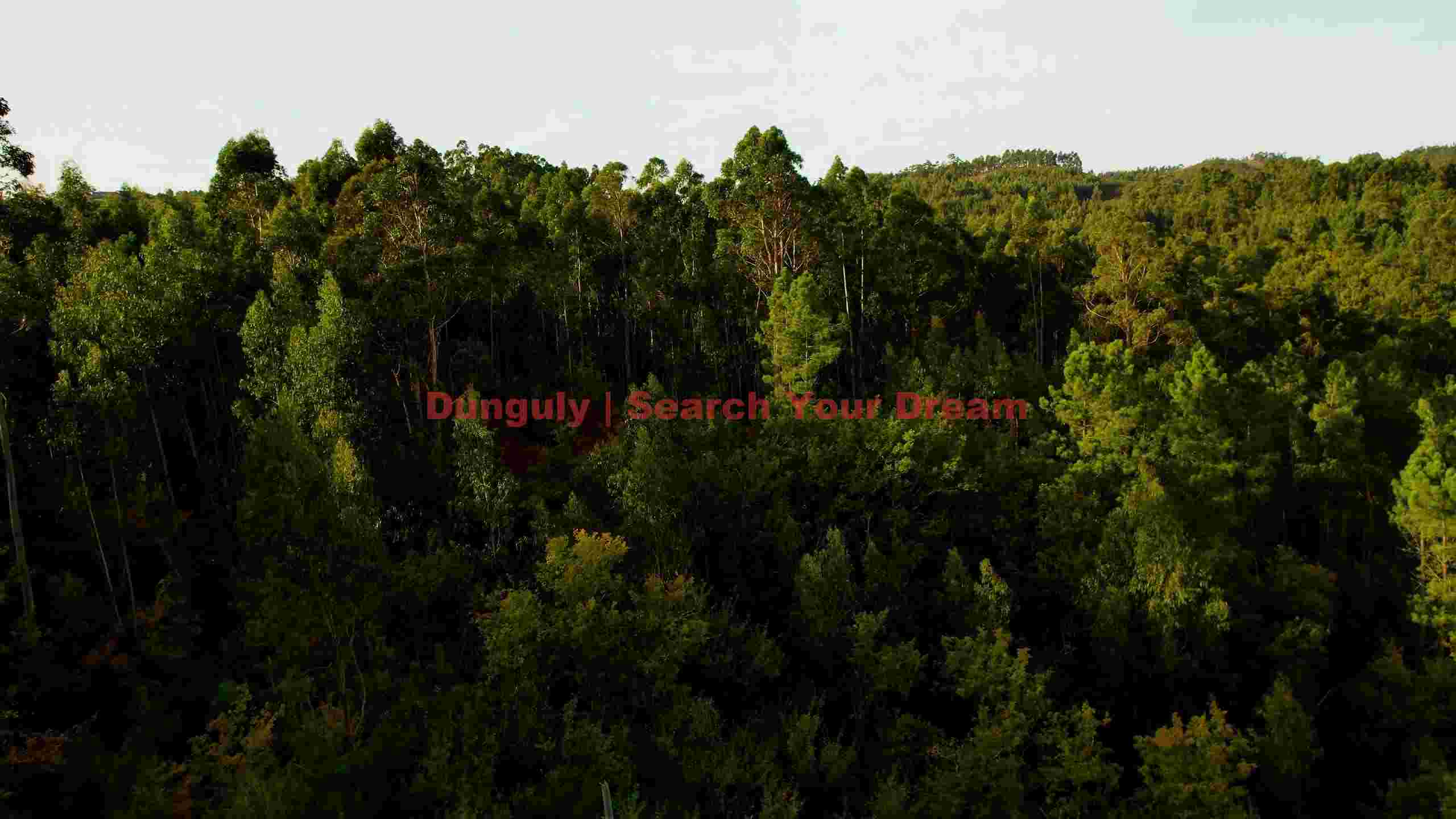 lush green forest canopy lush green forest canopy