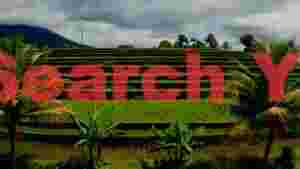 At Home lush green rice terraces landscape