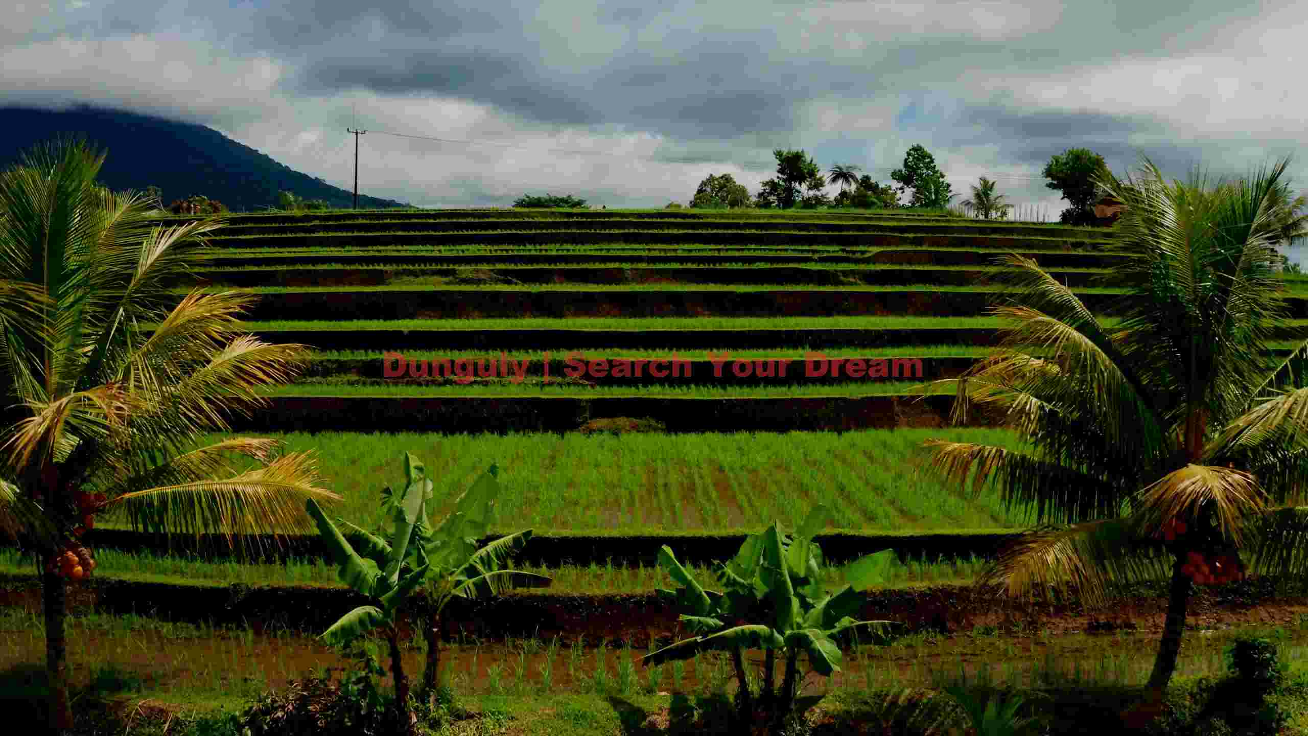 lush green rice terraces landscape lush green rice terraces landscape