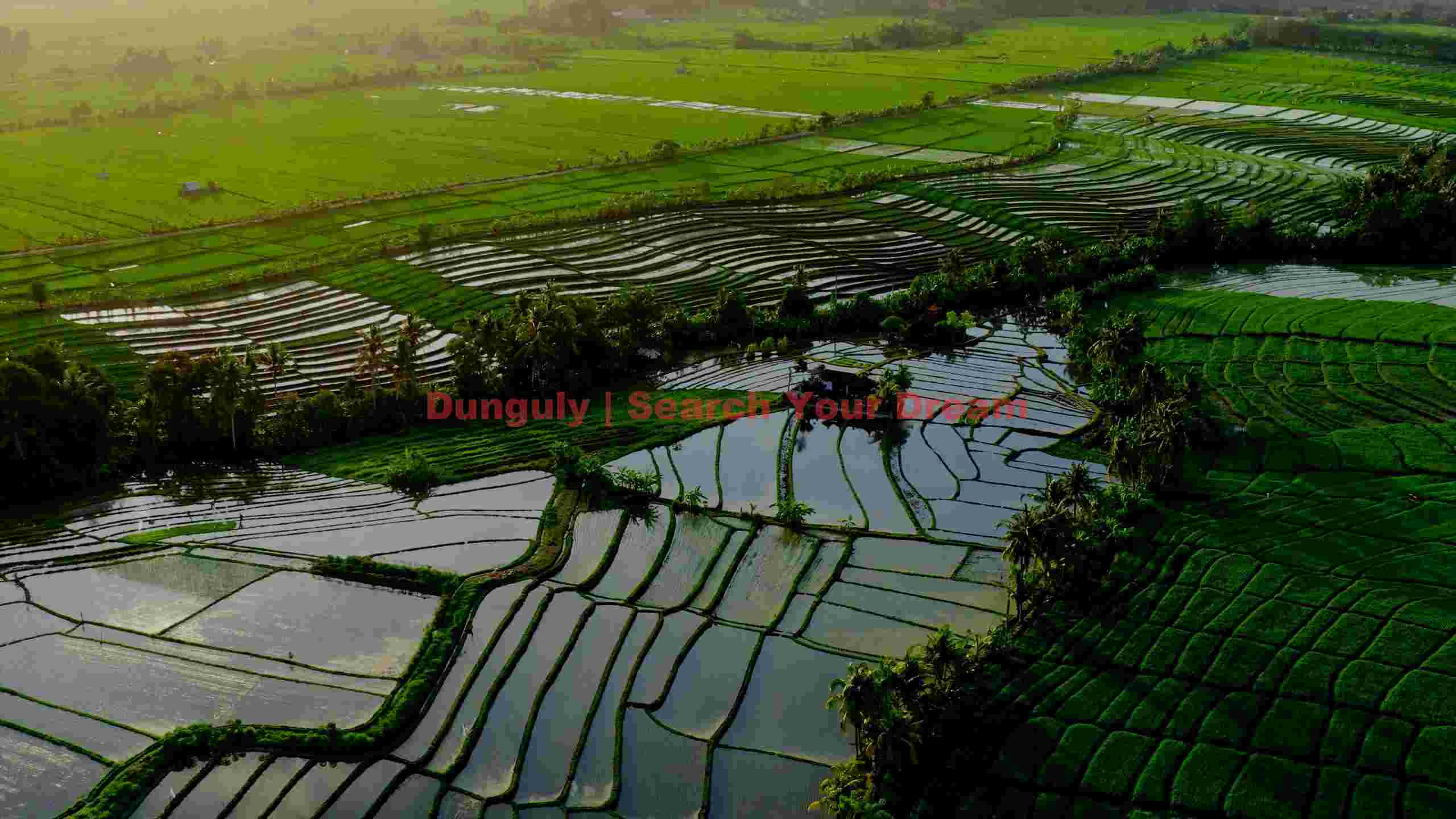lush green rice terraces at sunset 1 lush green rice terraces at sunset 1