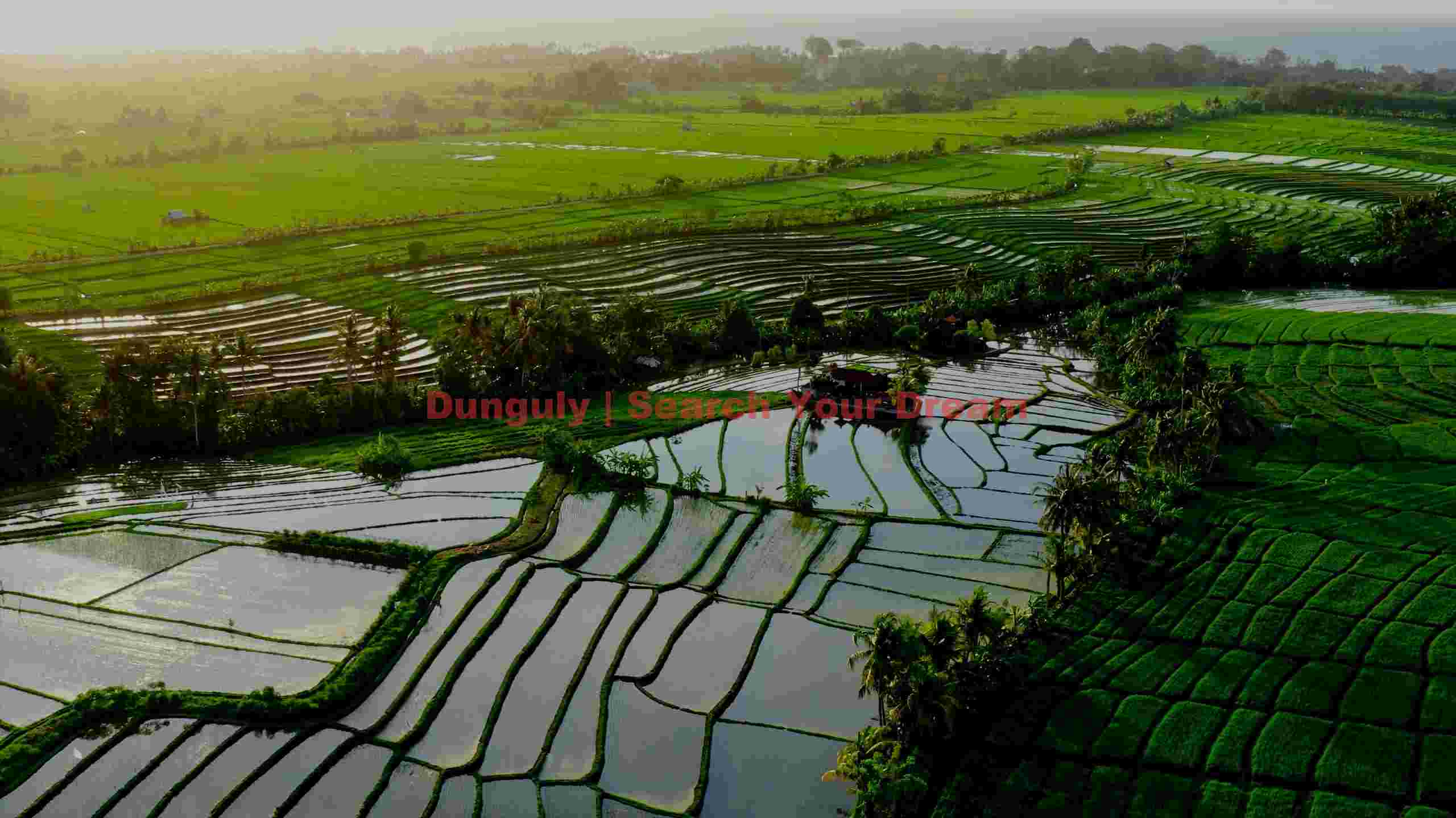 lush green rice terraces at sunset lush green rice terraces at sunset