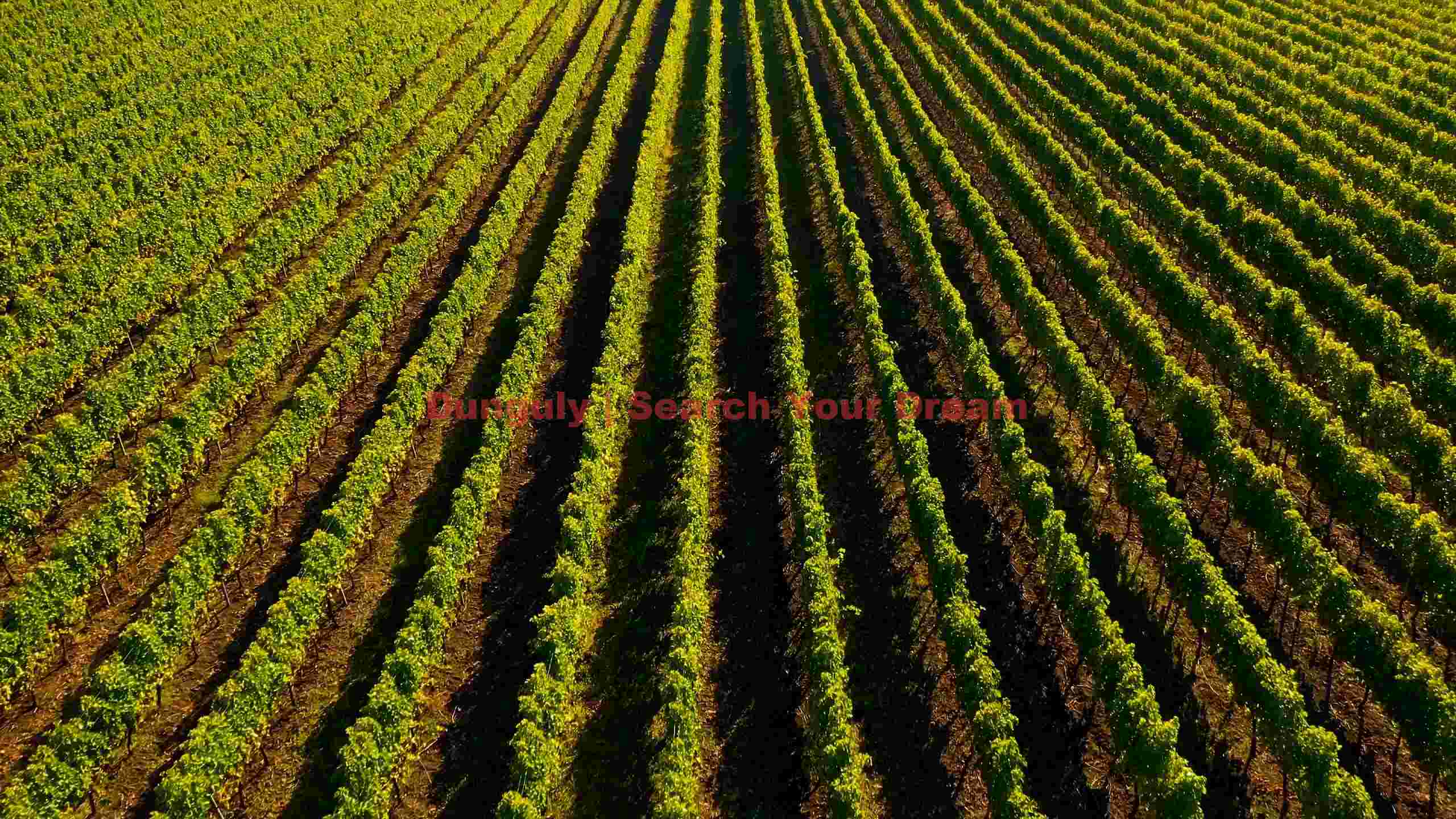 lush green vineyard rows aerial view lush green vineyard rows aerial view