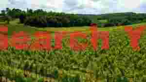 At Home lush green vineyard vista