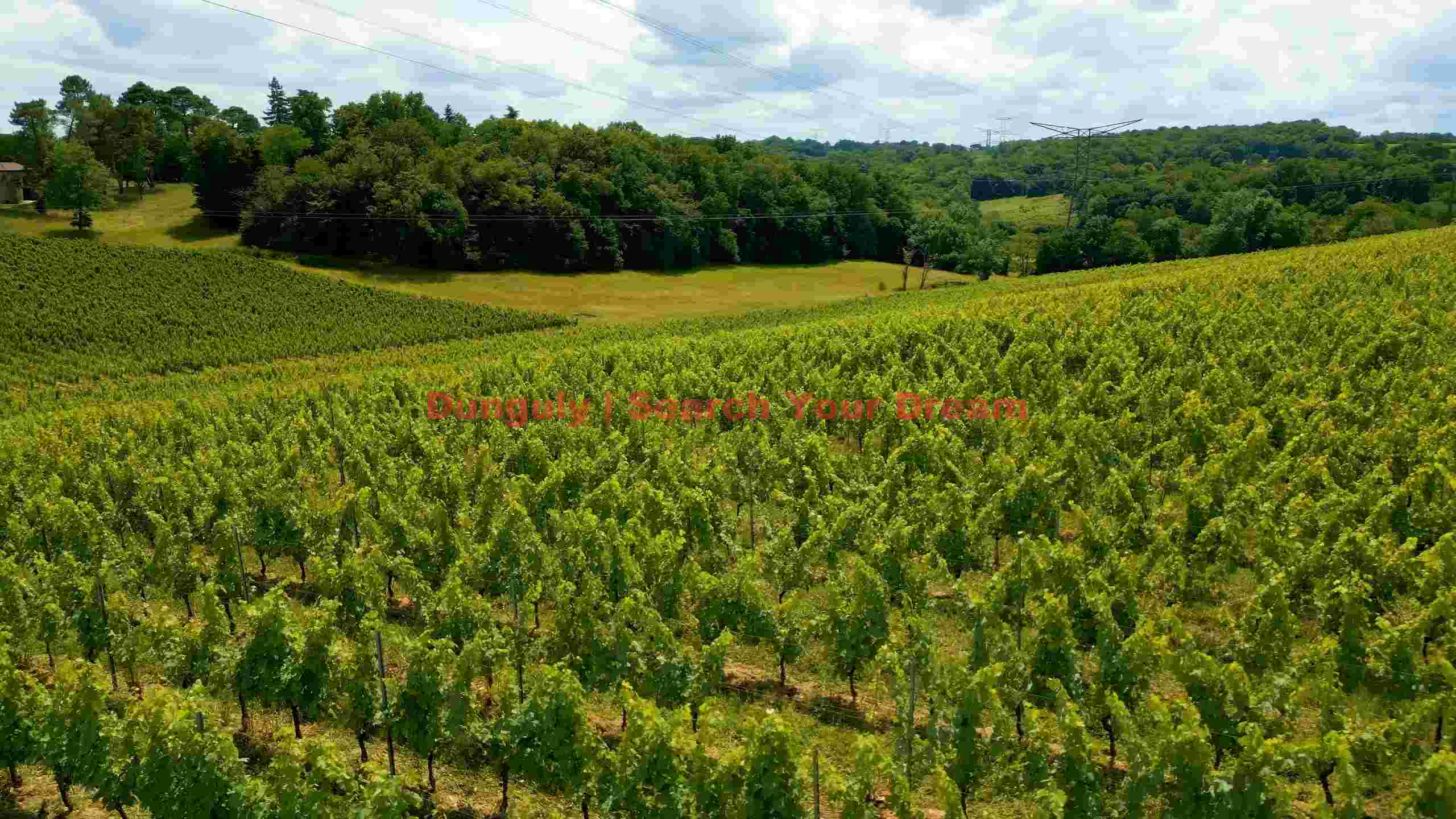 lush green vineyard vista lush green vineyard vista
