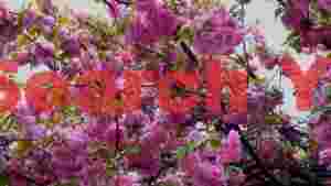 lush pink kanzan cherry blossom canopy