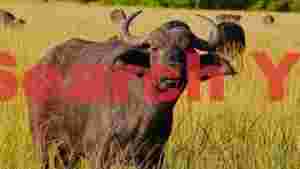 majestic african buffalo in golden grasslands